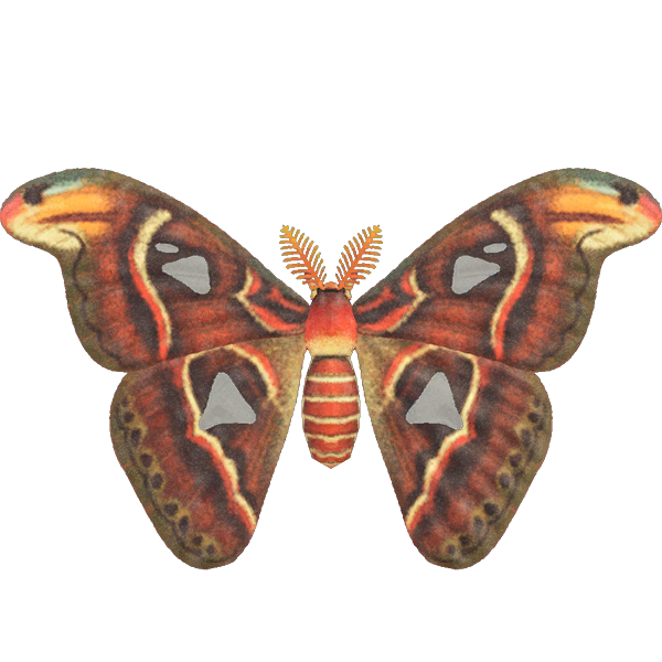 ACNH Atlas Moth